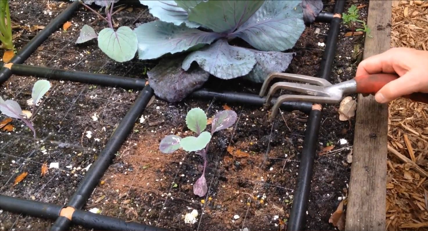 Amending Raised Garden Bed Soil Wateringv