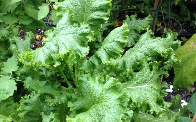 Mustard Greens in Our Garden – Easy Growing Episode #5