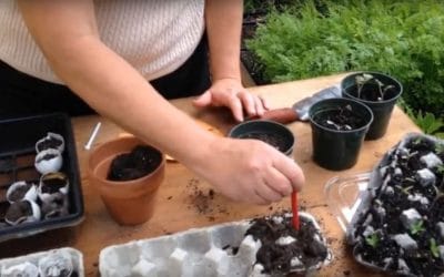 Seed Starting Suggestions and Transplanting Tips – Easy Growing Episode #7