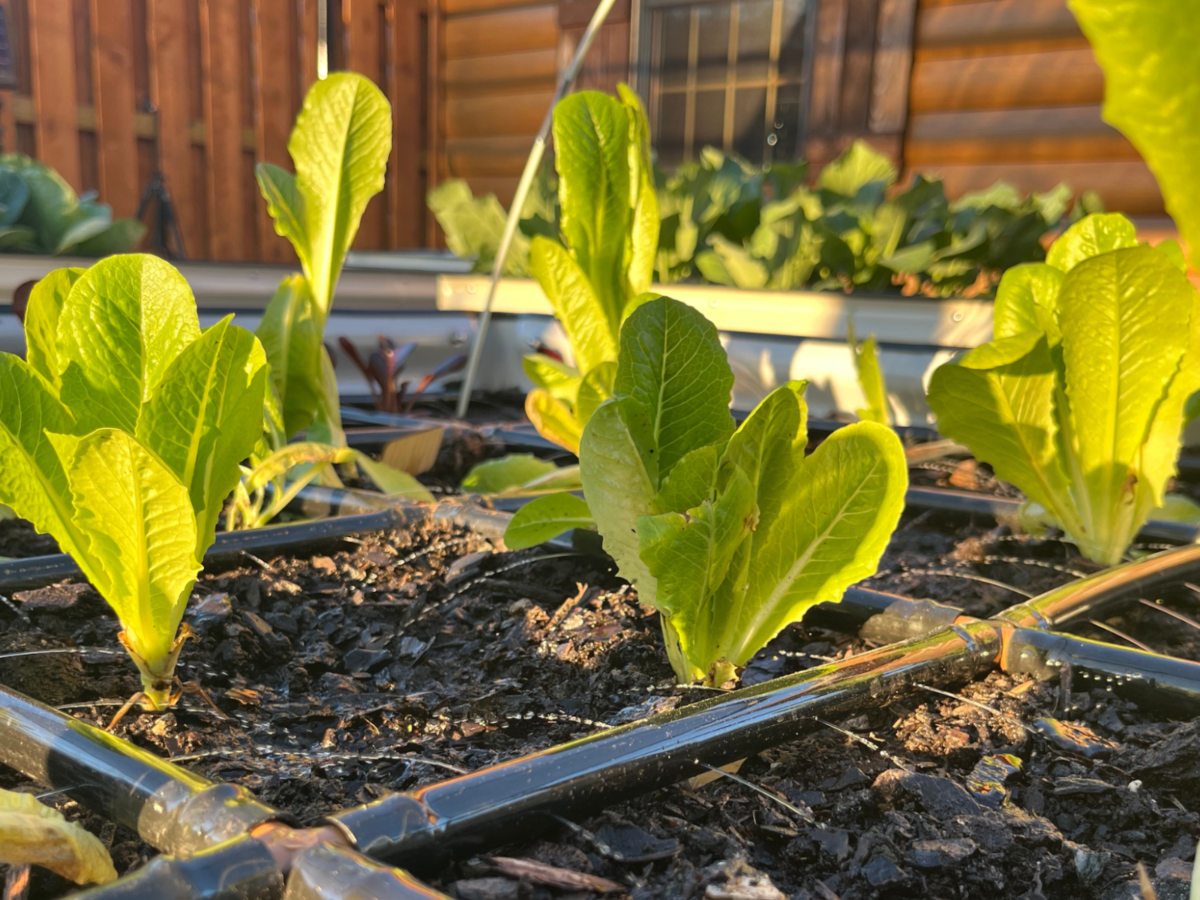 Lettuce Watered By The Garden Grid