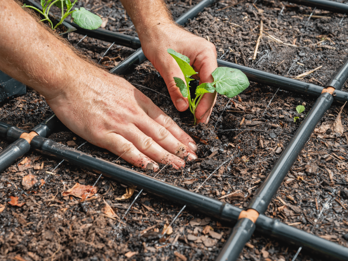 Planting Seedlings In The Garden Grid
