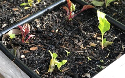 Swiss Chard Plant Spacing & Growing Tips – Easy Growing Ep. 26