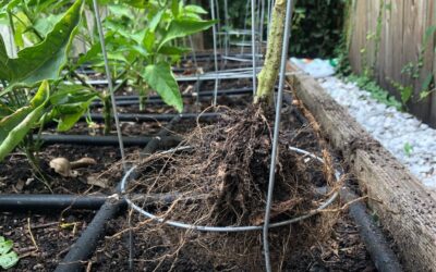 🍅 Signs Your Tomato Plants Are Done & Ready to Be Replaced
