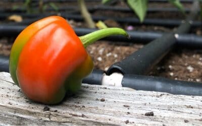 Small, Weird-Shaped Bell Peppers – Why are they like that?