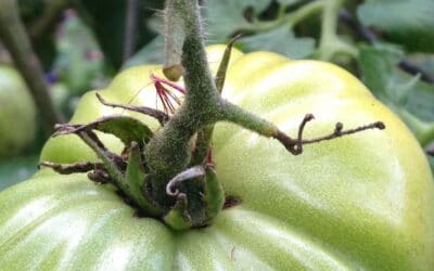 Indeterminate Tomato Growing Tips – Fall Gardening Zones 8b to 10