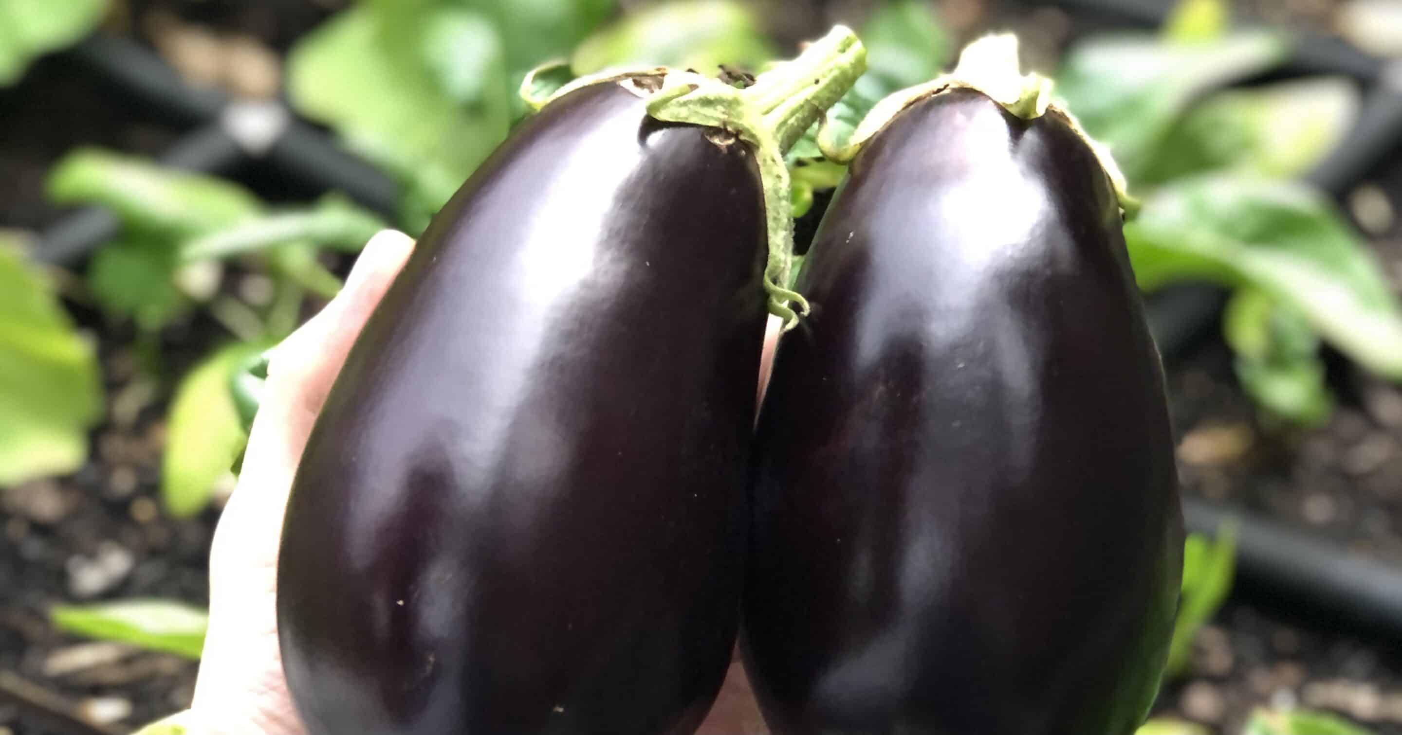 Growing Eggplant As A Perennial Heres How Garden In Minutes®