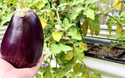 Growing Eggplant As A Perennial? Here’s How