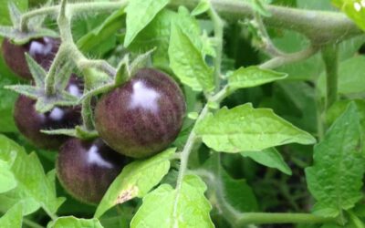 Growing Tomatoes In Fall? Zones 8-11 Can