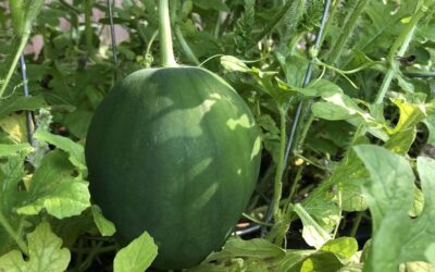 Growing Watermelon Vertically & On Ground