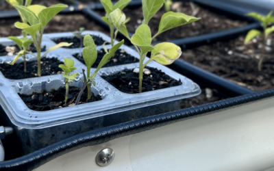 How to Thin or Save & Transplant Seedlings