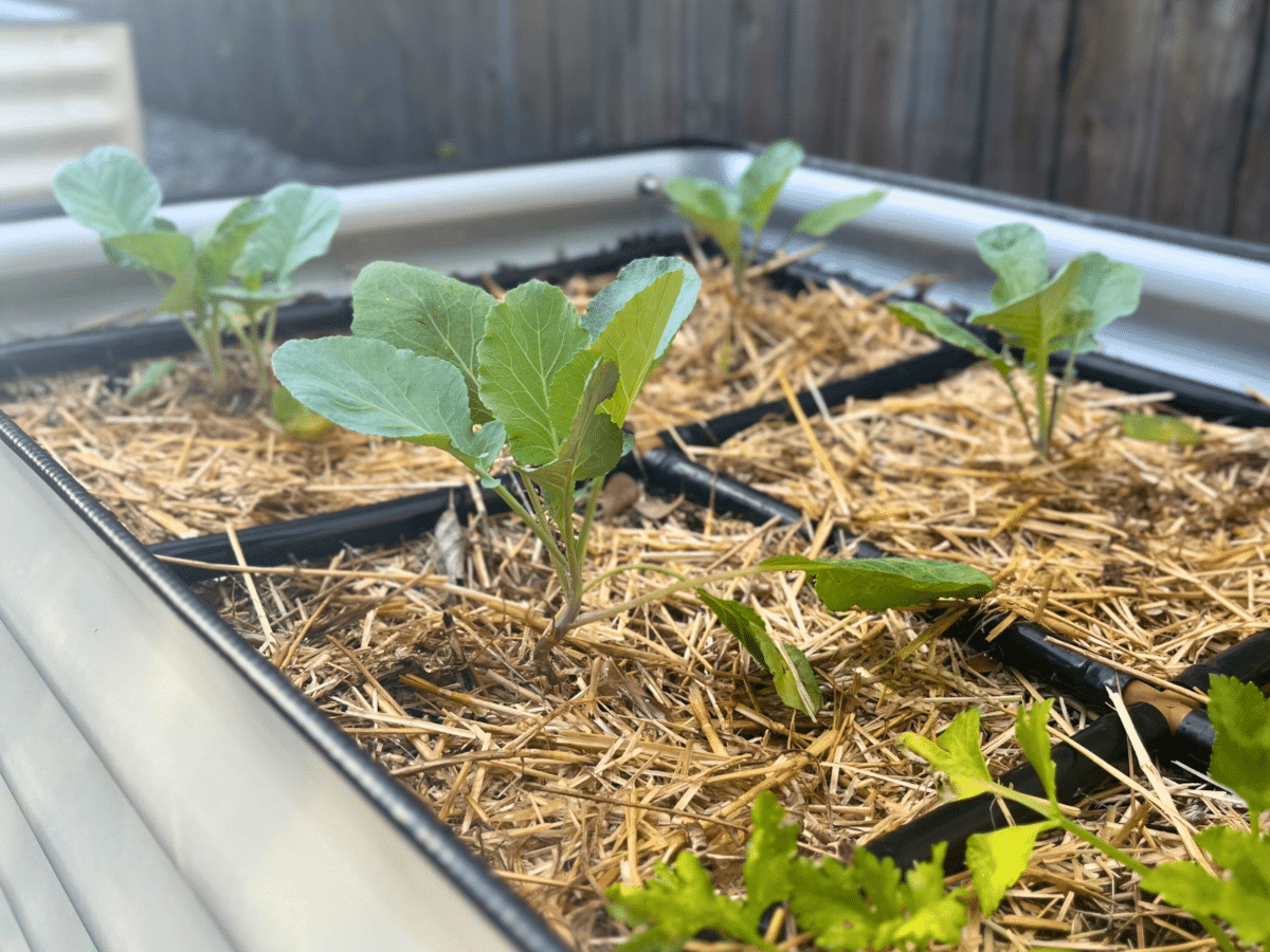 Raised Garden Bed Bundle Seedlings Planted