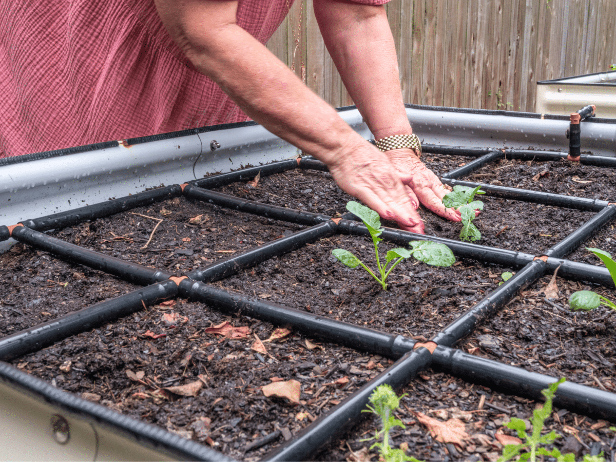 Planting In A GIM Raised Garden Bed Bundle