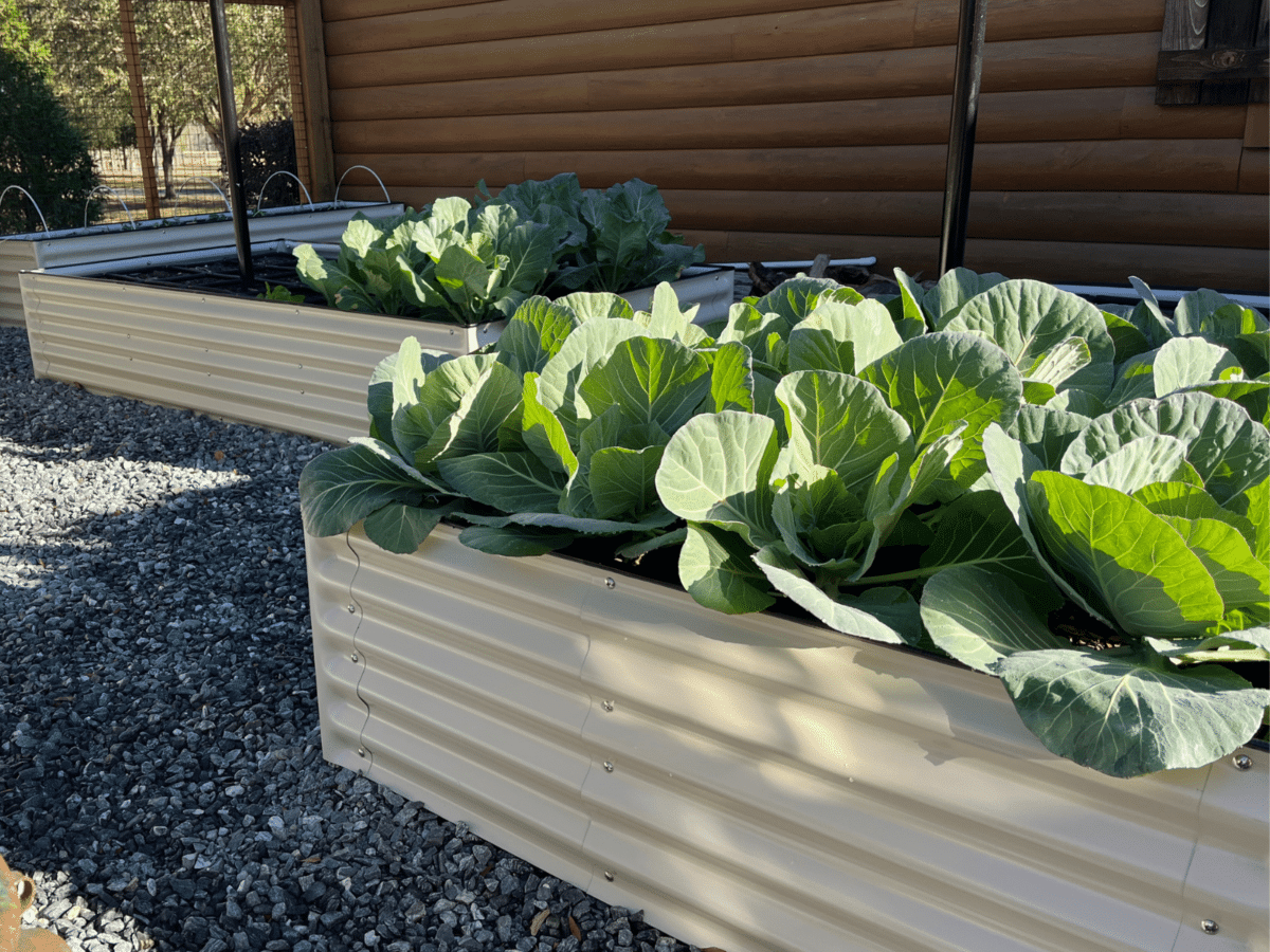 Raised Garden Bundles Growing Cabbage