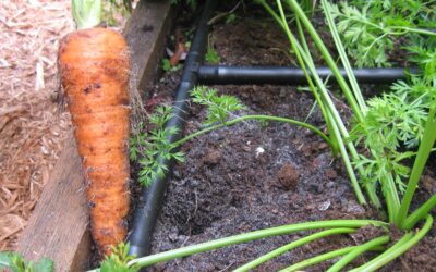 Growing Carrots In Your Raised Garden