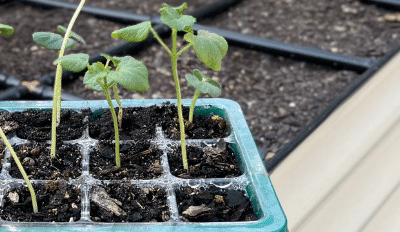 How & When To Transplant Seedlings From Seed Trays
