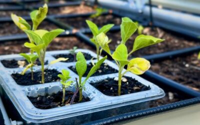 How & When To Transplant Seedlings From Seed Trays