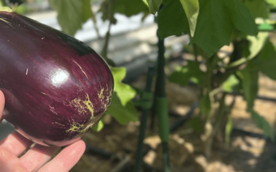 Growing Fall & Winter Eggplant – Many Gardeners Can