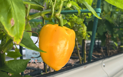 Why You Shouldn’t Let Peppers Ripen On The Plant