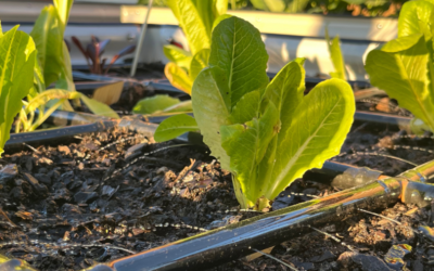 How Many Garden Grids™ Can Water At One Time?