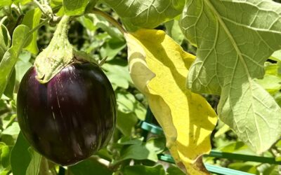 Results From Overwintering Eggplant