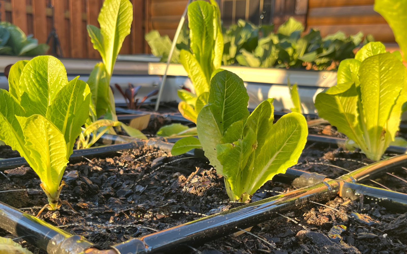 Raised Garden Bed Mistakes. Inconsistent watering . Garden Grids help with consistency